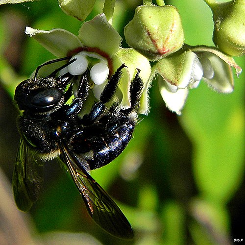 Carpenter Bees