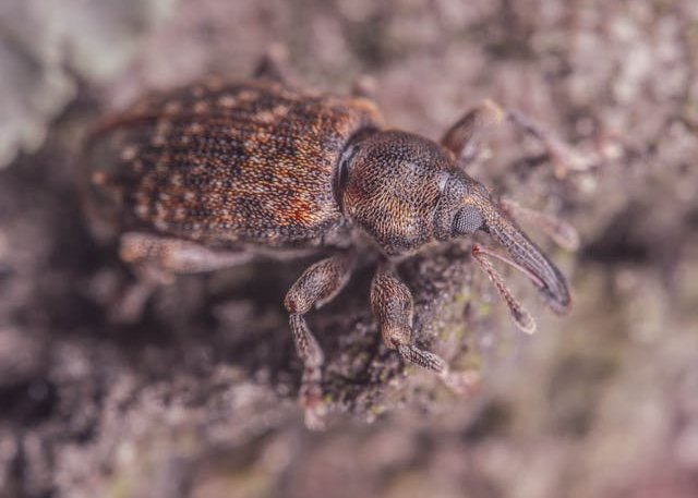 Stored Product Pests