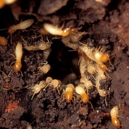 Eastern Subterranean Termites 