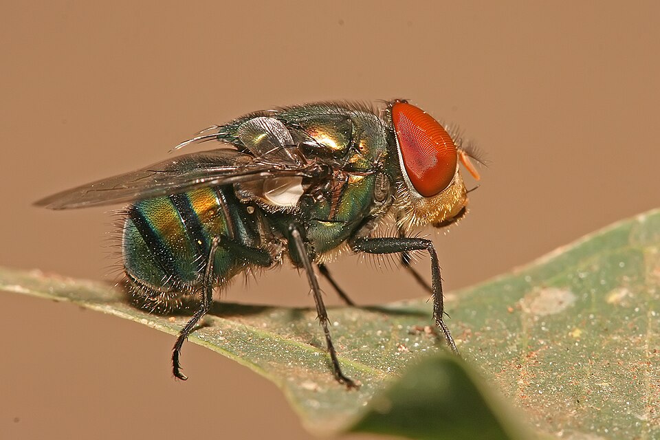 Green Blow Fly 