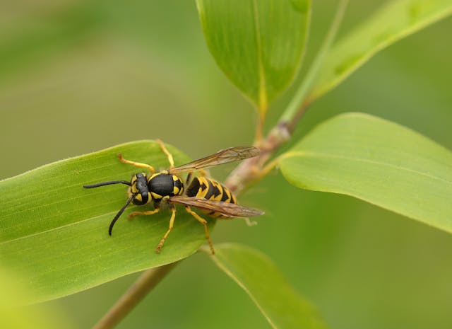 Stinging Insects