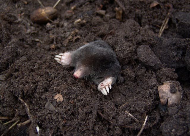 Moles