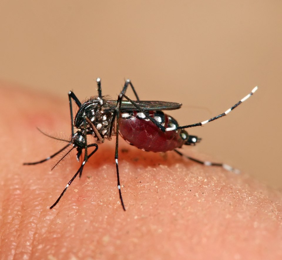 Asian Tiger Mosquito