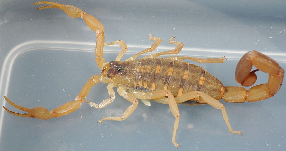 Striped Bark Scorpion 