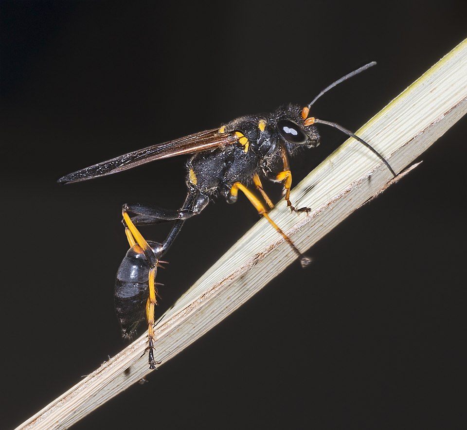 Mud Dauber