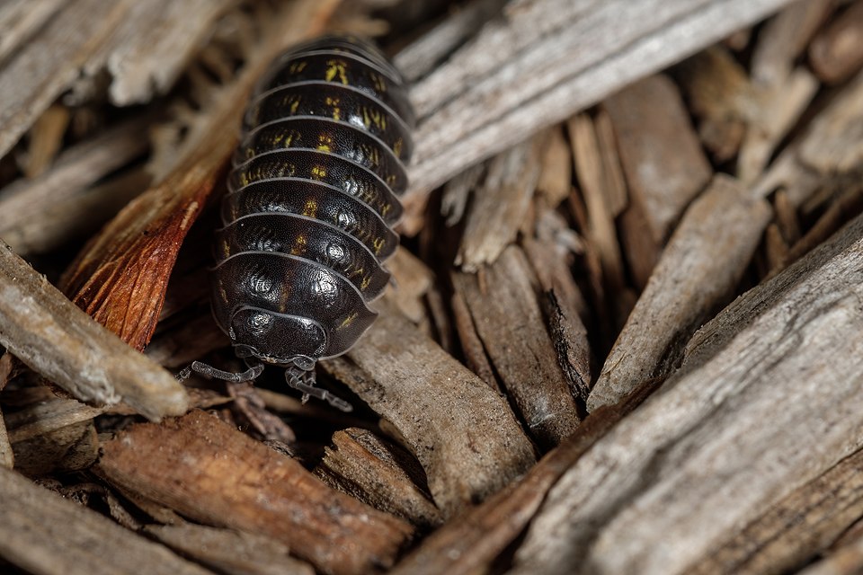 Pillbug 