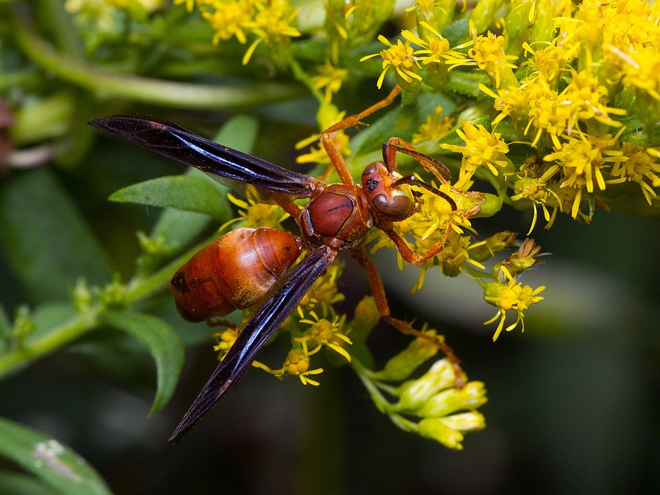 Red Paper Wasp