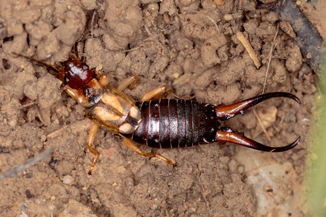 Control for General Pests & Occasional Invaders in Rolla and Central Missouri