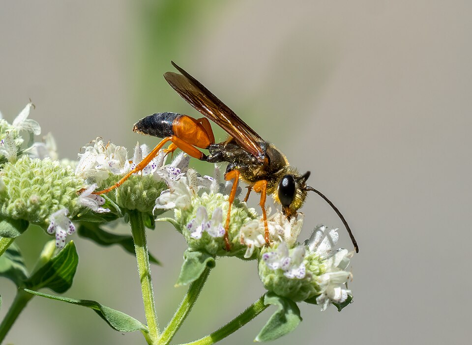 Great Golden Digger Wasp