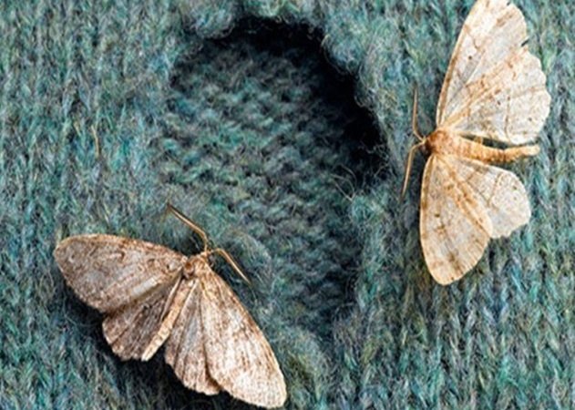 Paper & Fabric Pests