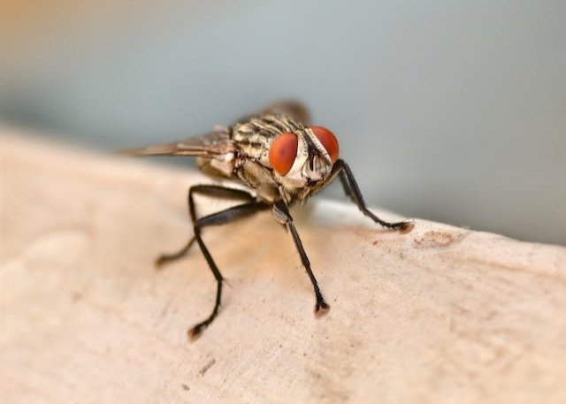 Flies