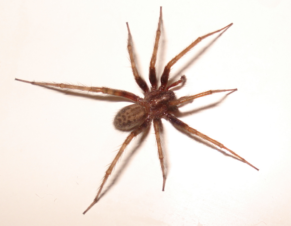 Spider Pest Control in Rolla, MO and Central Missouri 