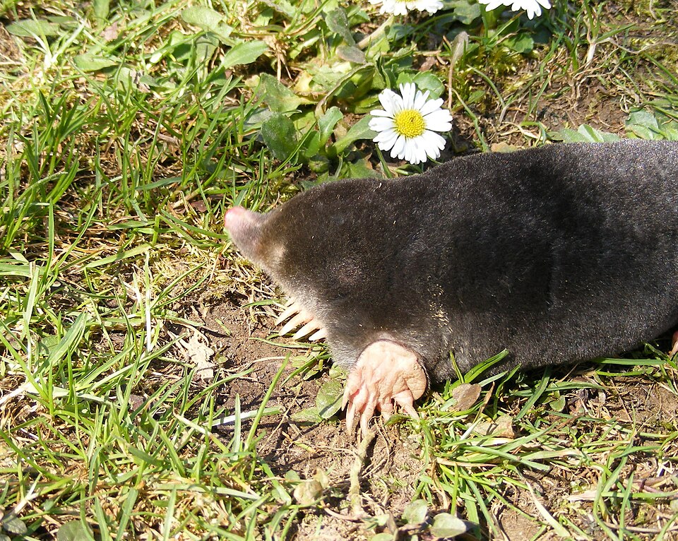 Mole Identification in Rolla, MO