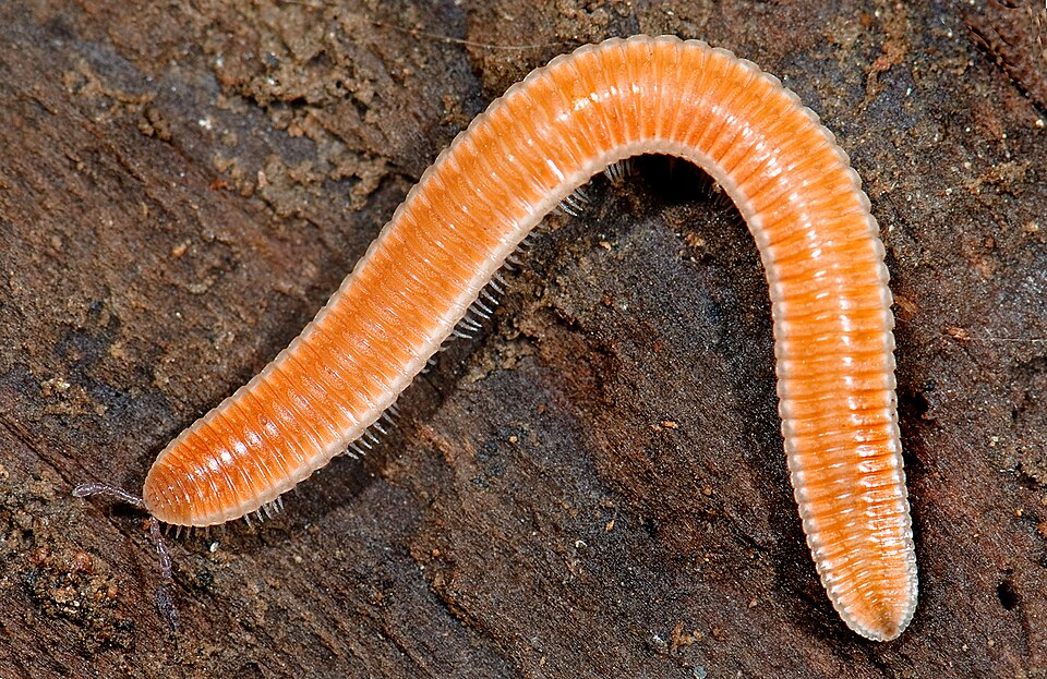 Millipede