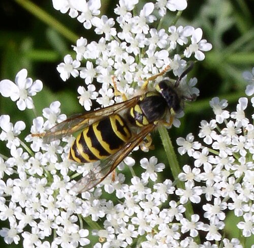 Eastern Yellow Jacket