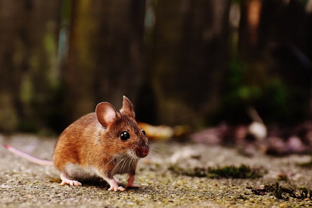 Rodent Pest Control in Rolla, MO and Central Missouri 