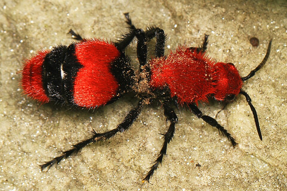 Red Velvet Ant (Cow Killer Wasp) 