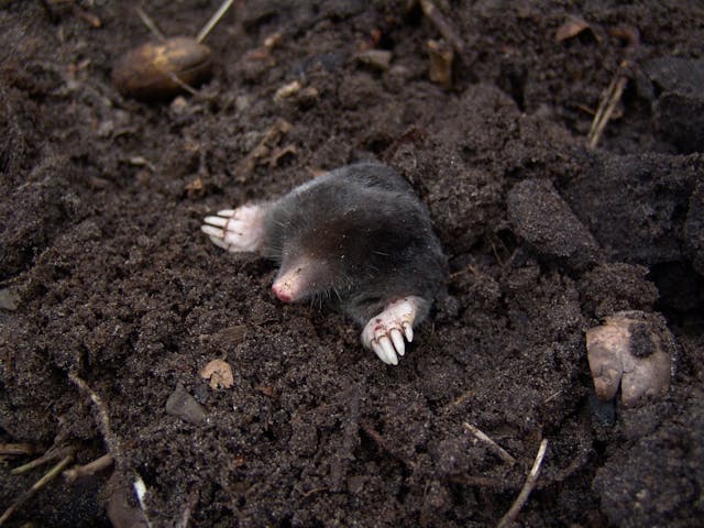 Mole Identification & Removal in Rolla