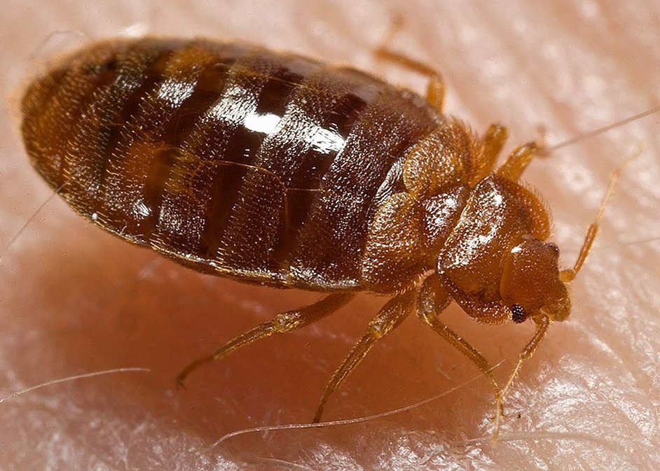Bed Bugs
