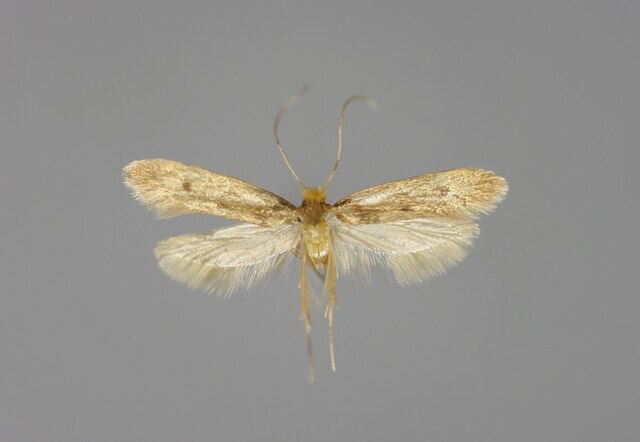 Case-Making Clothes Moth