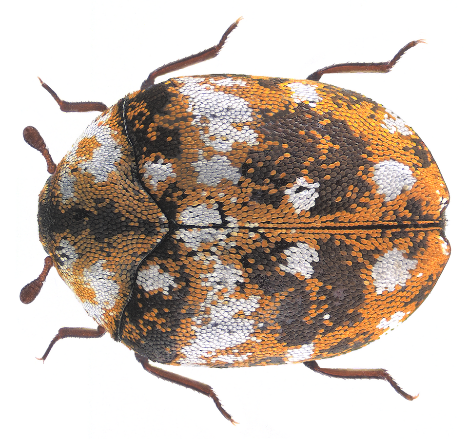Furniture Carpet Beetle