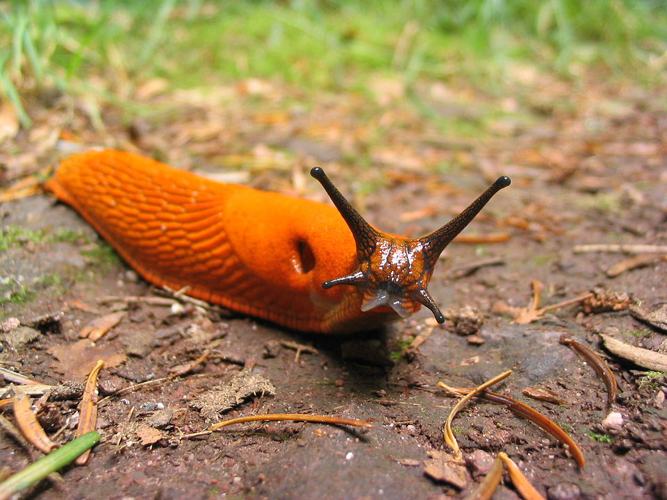 Slug