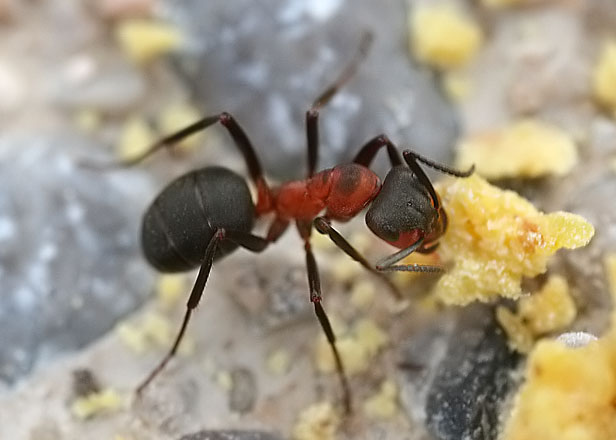 Field Ants