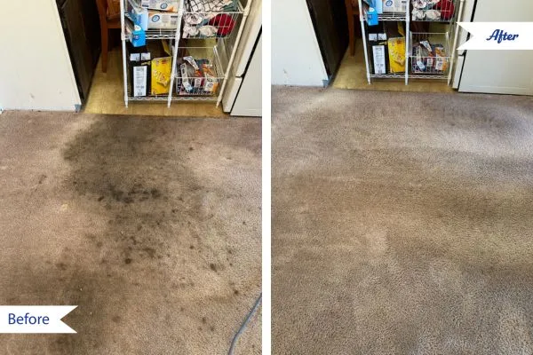 Before & after carpet cleaning photos in Falcon, CO