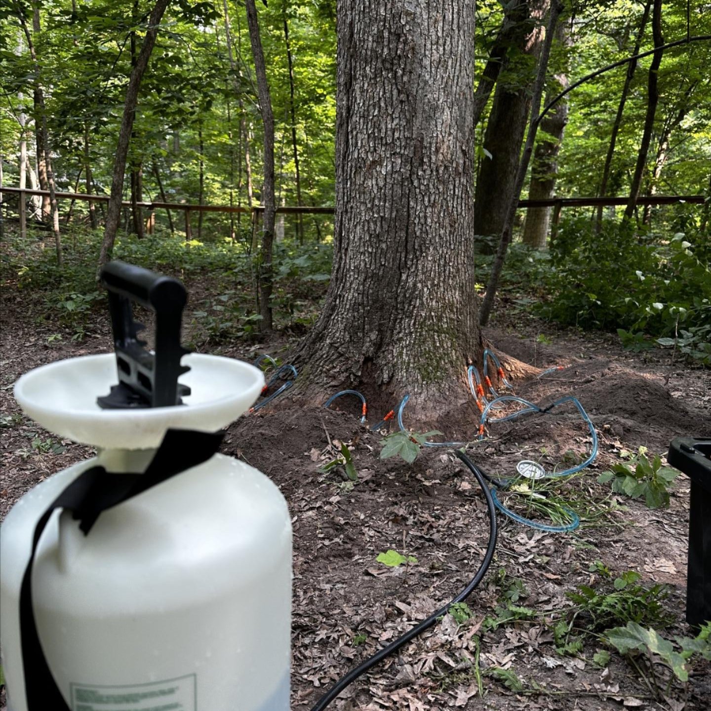 Board Certified Master Arborist in Ankeny, IA Board Certified Master Arborist in Ankeny, IA