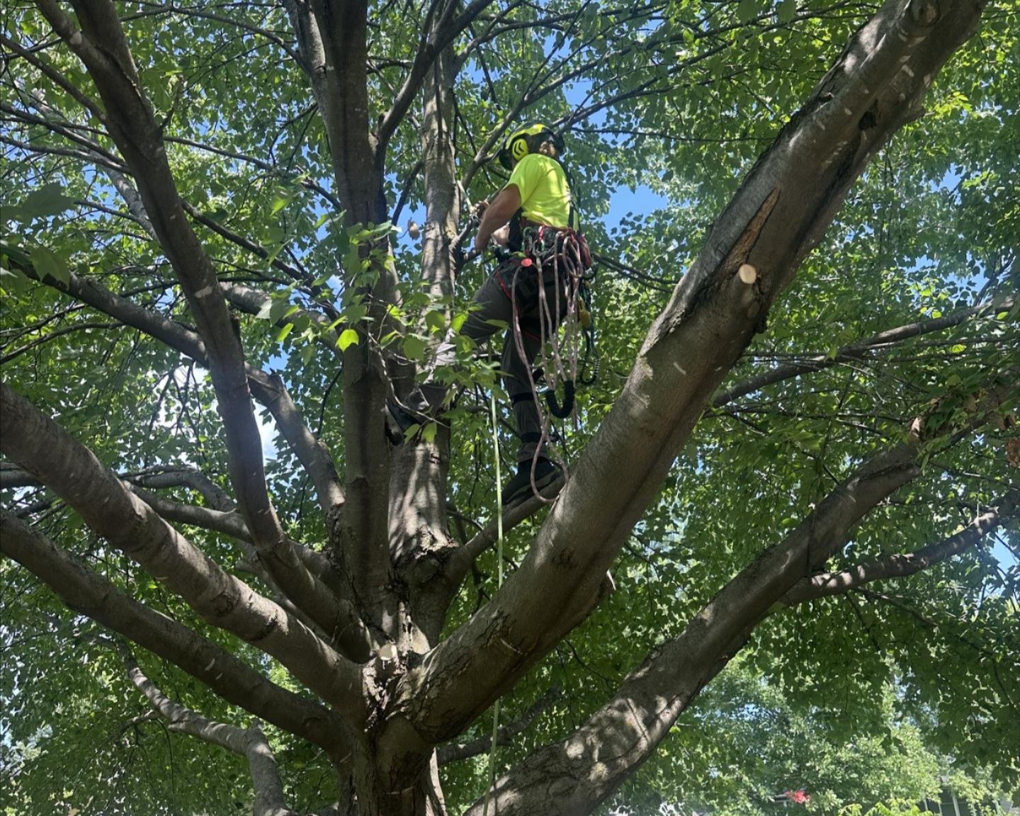 Arborist tree care services in Johnston, IA