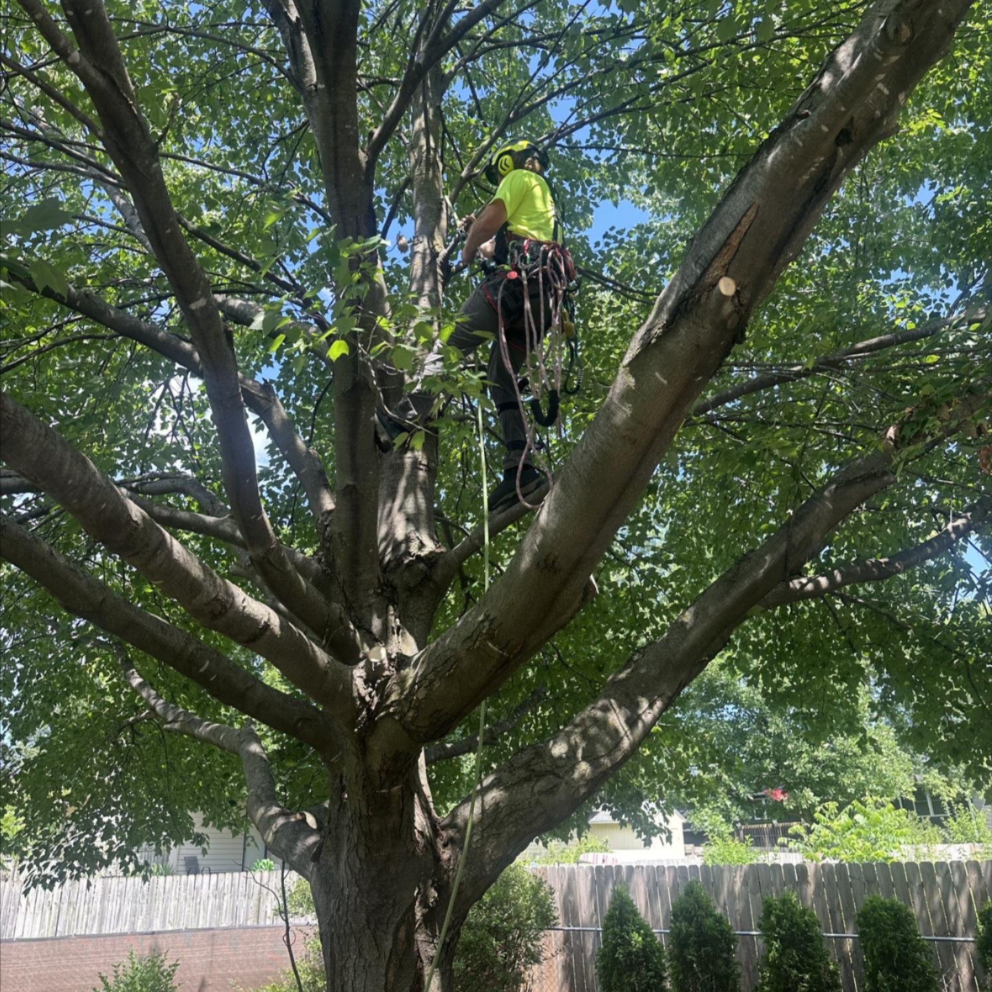 Tree Pruning Services in Boone County, IA and beyond