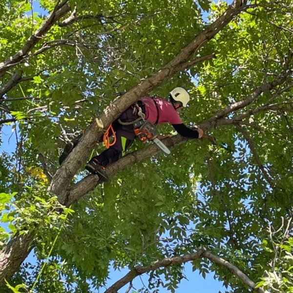 Board Certified Master Arborist in Des Moines, IA area