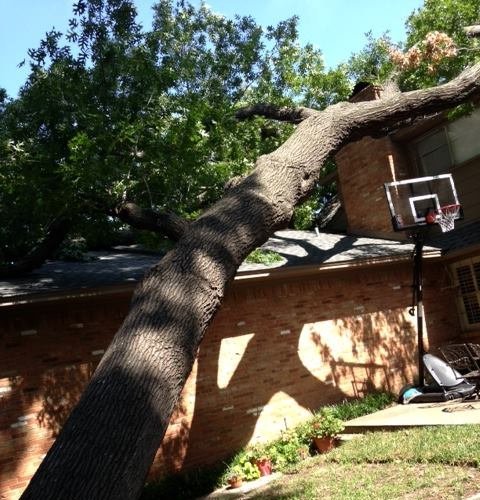 Certified arborists removing storm-damaged tree