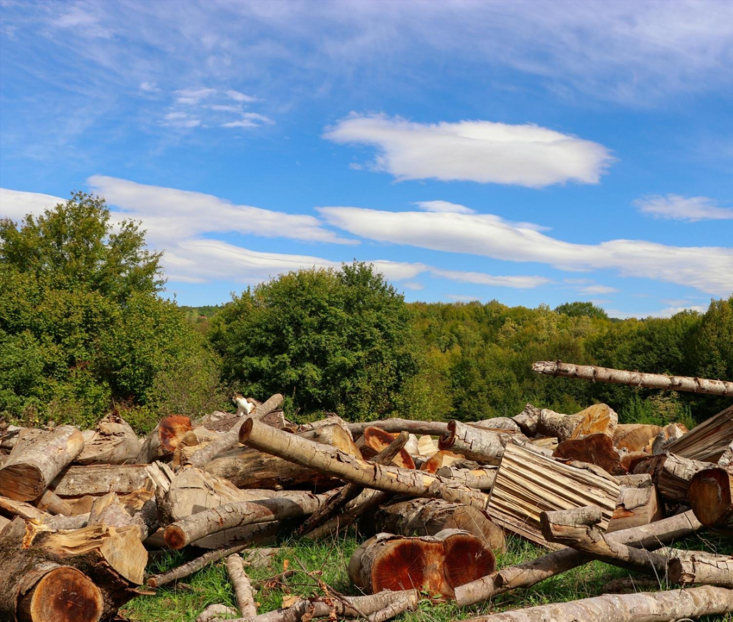 Count on Personal Touch Tree Service for professional lot clearing, land preparation and more Count on Personal Touch Tree Service for professional lot clearing, land preparation and more