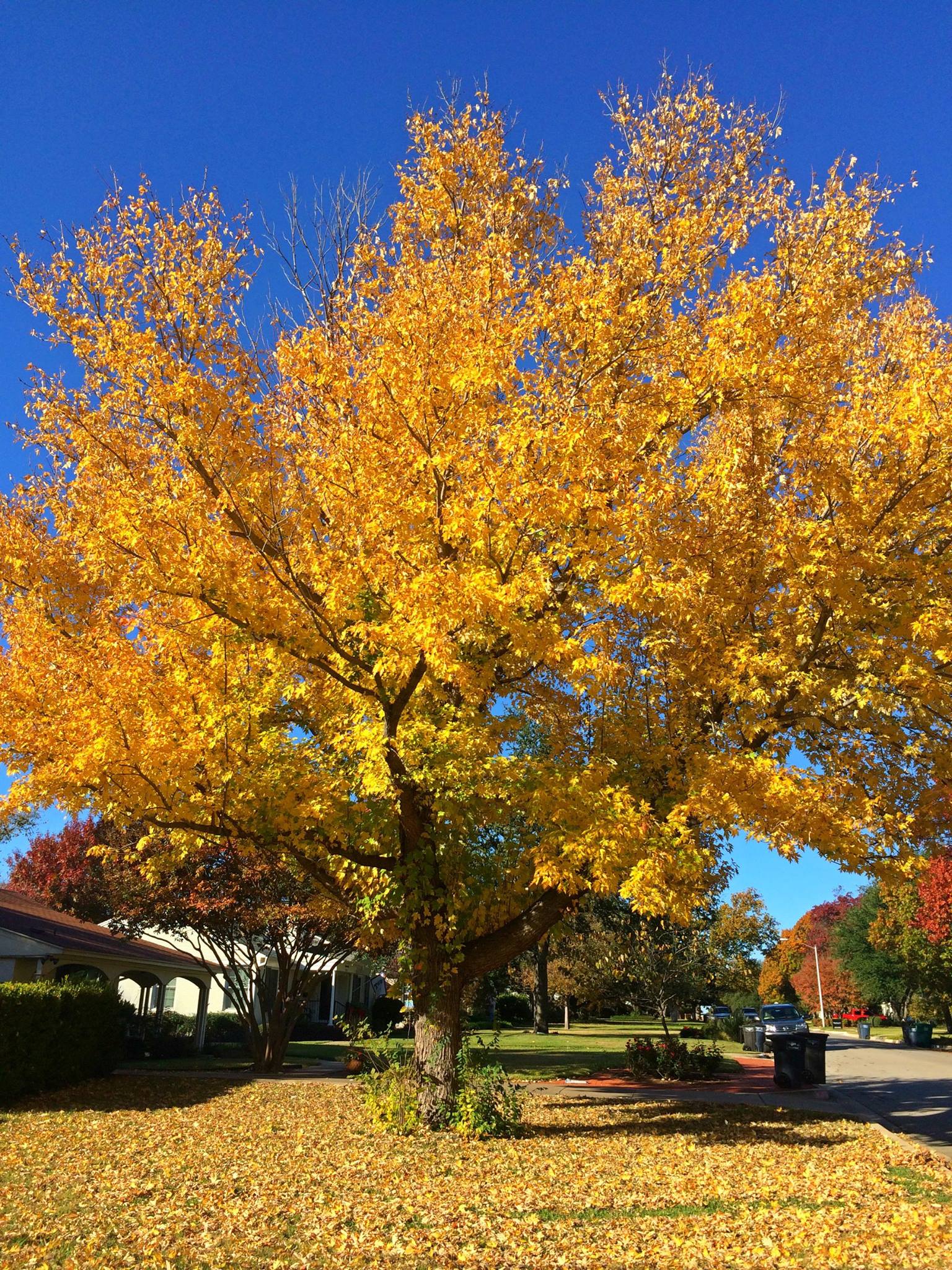 Healthy tree care and maintenance in Dallas TX by certified arborists