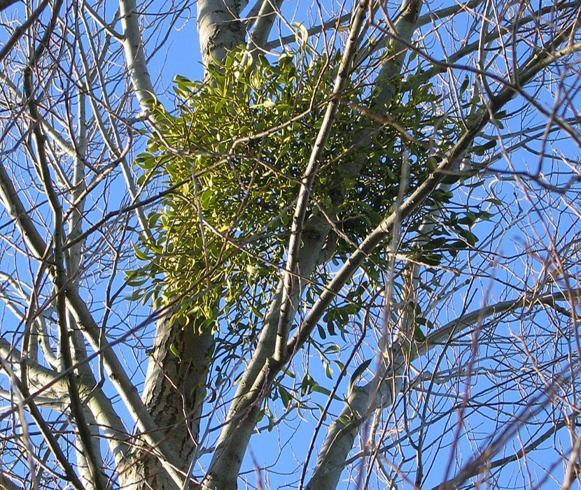 Ball moss and mistletoe removal in Dallas TX and surrounding areas Ball moss and mistletoe removal in Dallas TX and surrounding areas