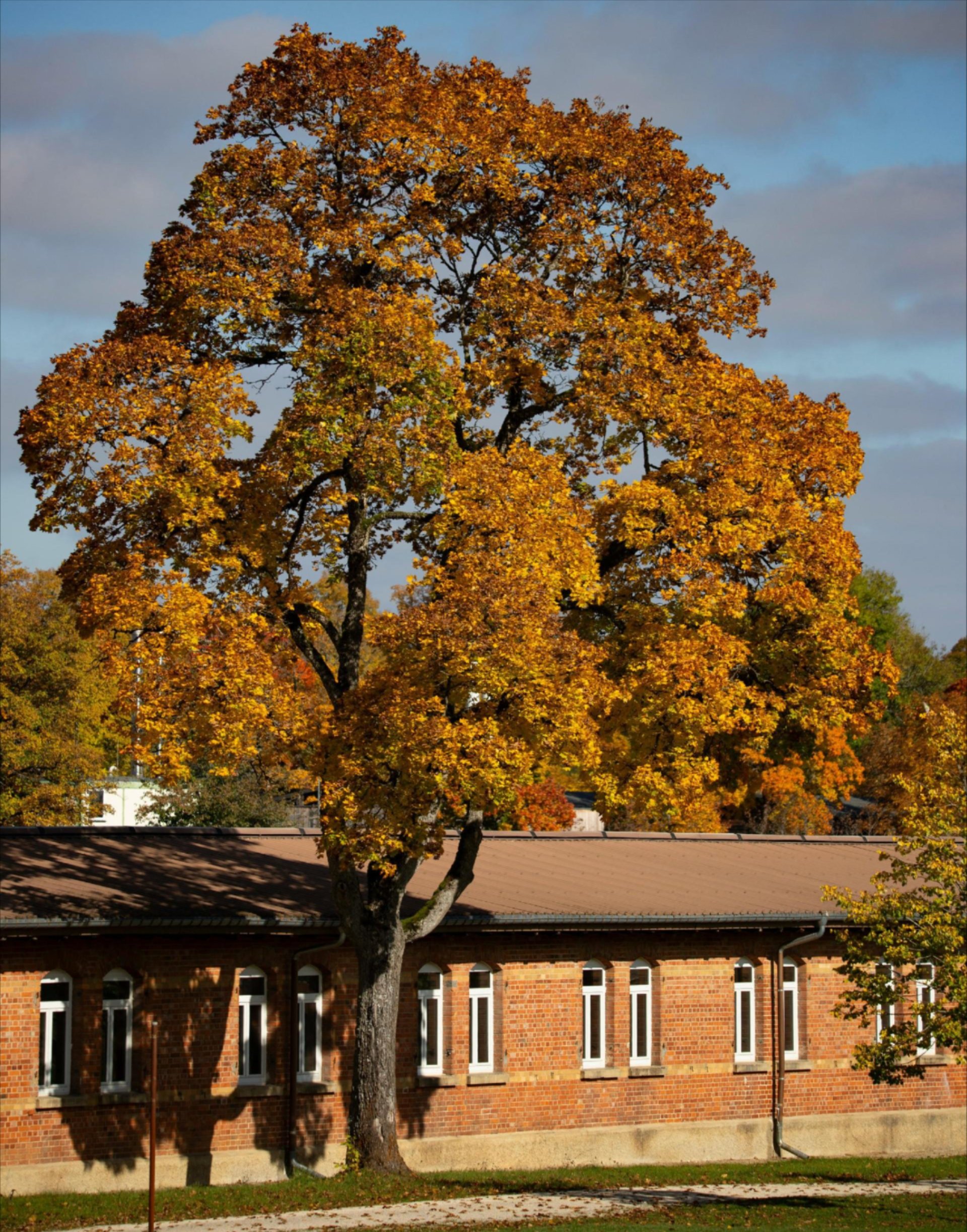 Tree inspection and removal support by ISA certified arborists Tree inspection and removal support by ISA certified arborists