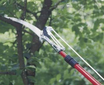 Tree mitigation and sustainable tree care near Rowlett, TX Tree mitigation and sustainable tree care near Rowlett, TX