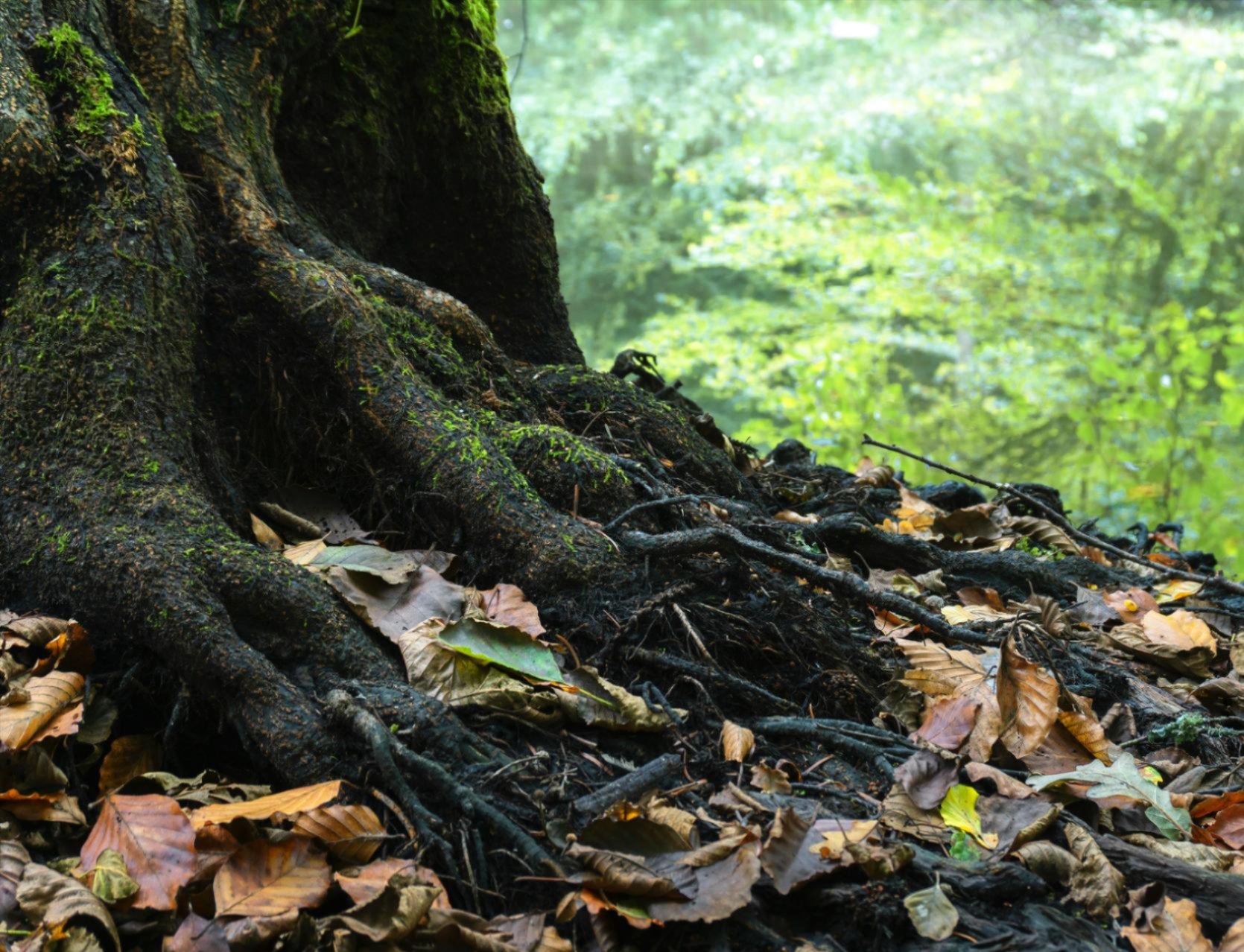 Air spading services in the Dallas–Fort Worth Metroplex