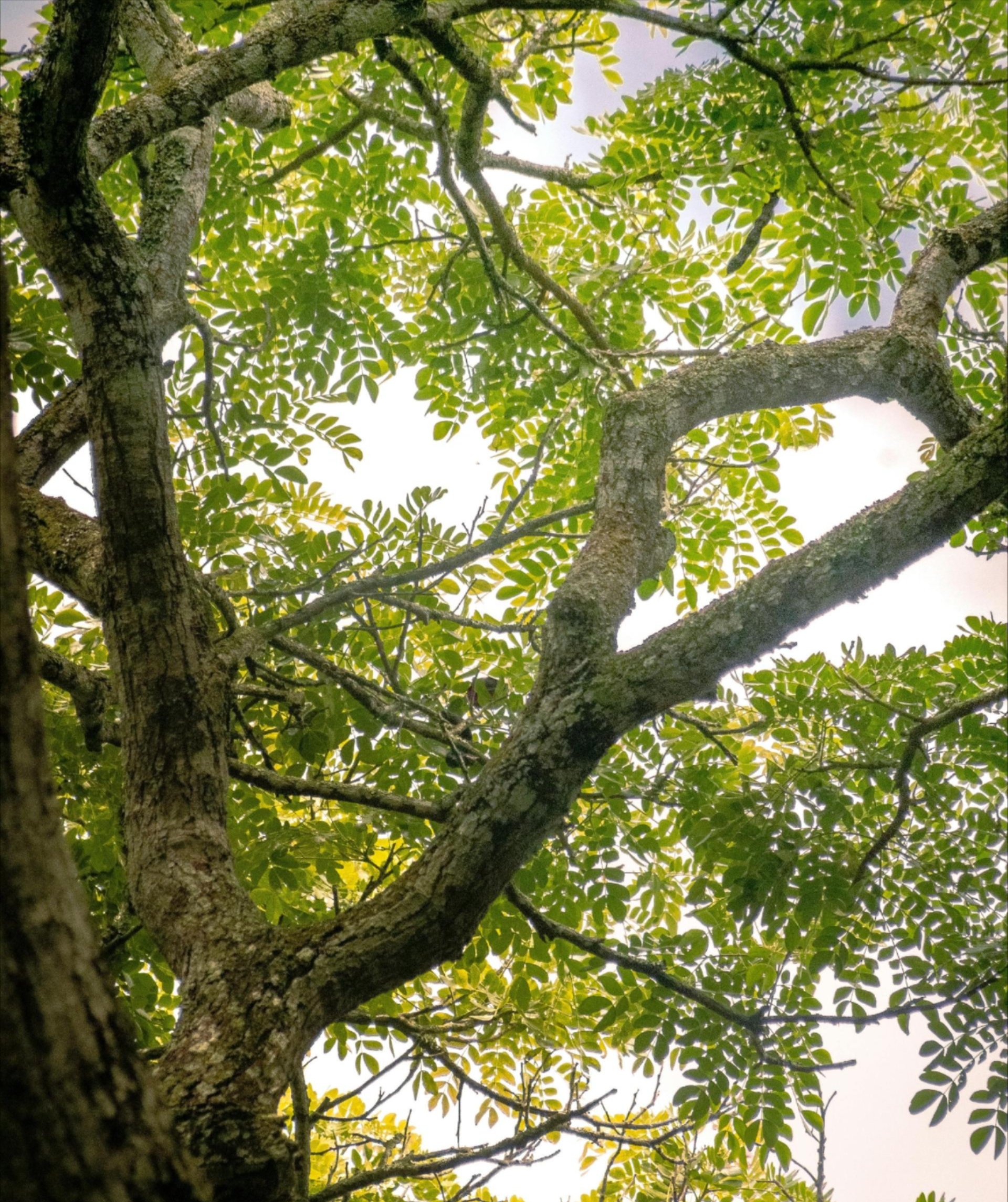 Professional tree consultations in the Dallas–Fort Worth Metroplex Professional tree consultations in the Dallas–Fort Worth Metroplex