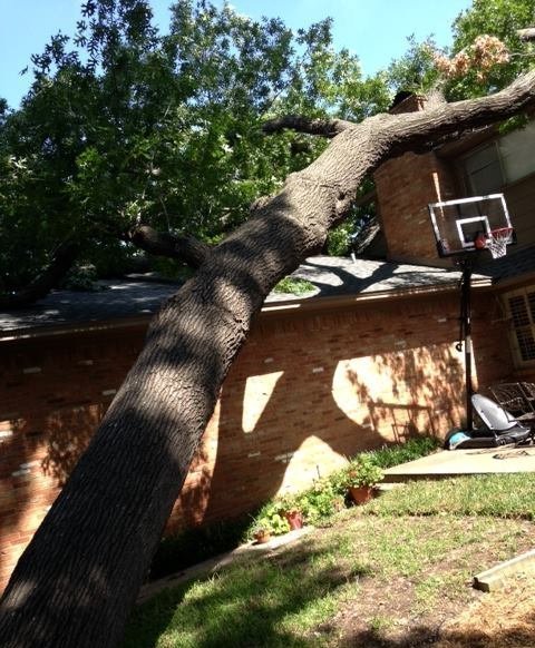 Tree removal project by Personal Touch Tree Service Dallas TX