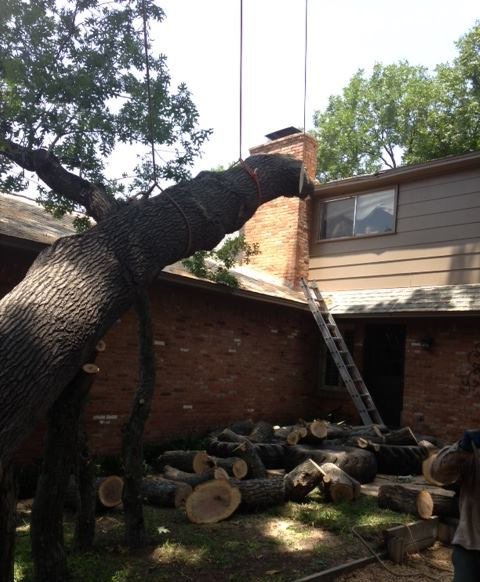Certified arborists removing storm-damaged tree near Dallas TX