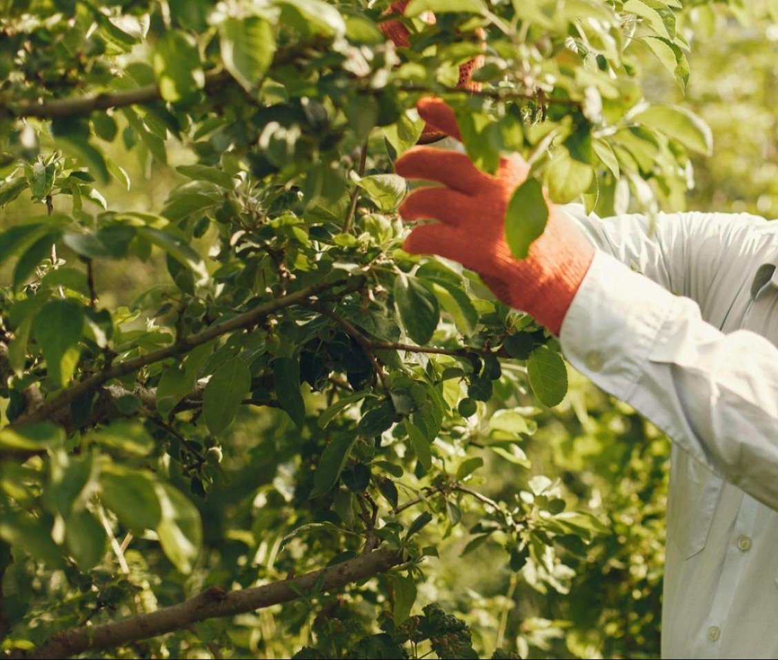 Tree care services in Dallas TX and surrounding areas Tree care services in Dallas TX and surrounding areas