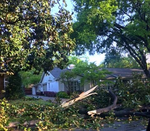 Storm-damaged trees and emergency cleanup in Dallas TX by certified arborists