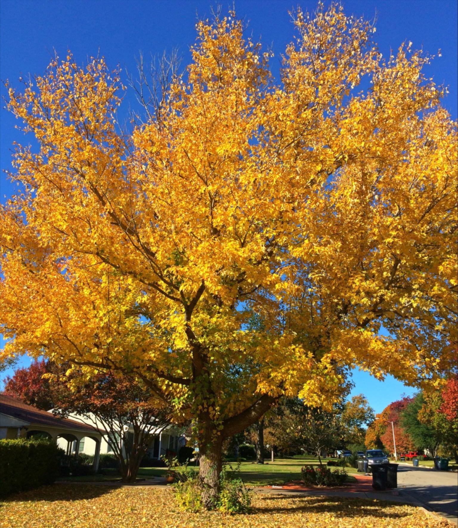 Tree mitigation and sustainable tree care near Forest Hills, TX Tree mitigation and sustainable tree care near Forest Hills, TX