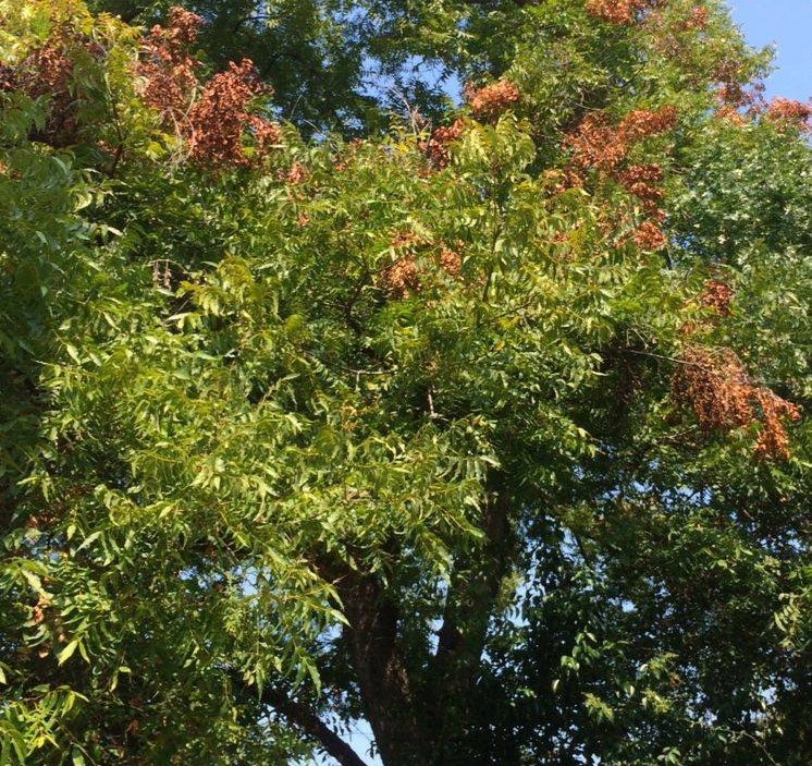 Tree mitigation and sustainable tree care near White Rock Lake, Dallas TX