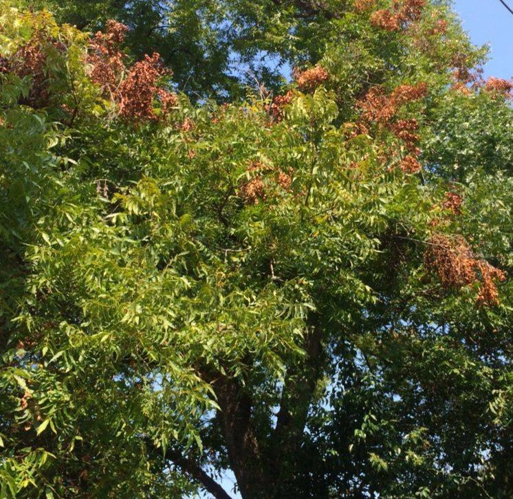 Tree mitigation and sustainable tree care near Mesquite, TX Tree mitigation and sustainable tree care near Mesquite, TX