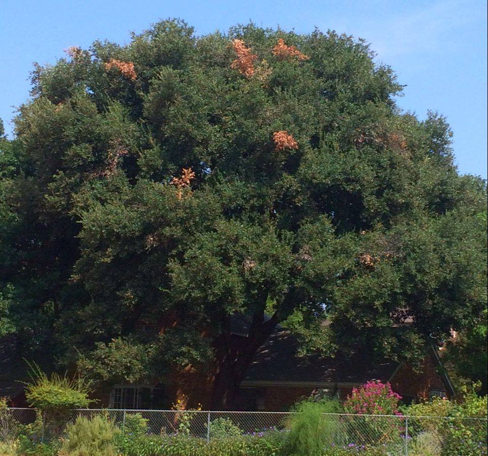 Tree mitigation and sustainable tree care near Casa Linda, TX