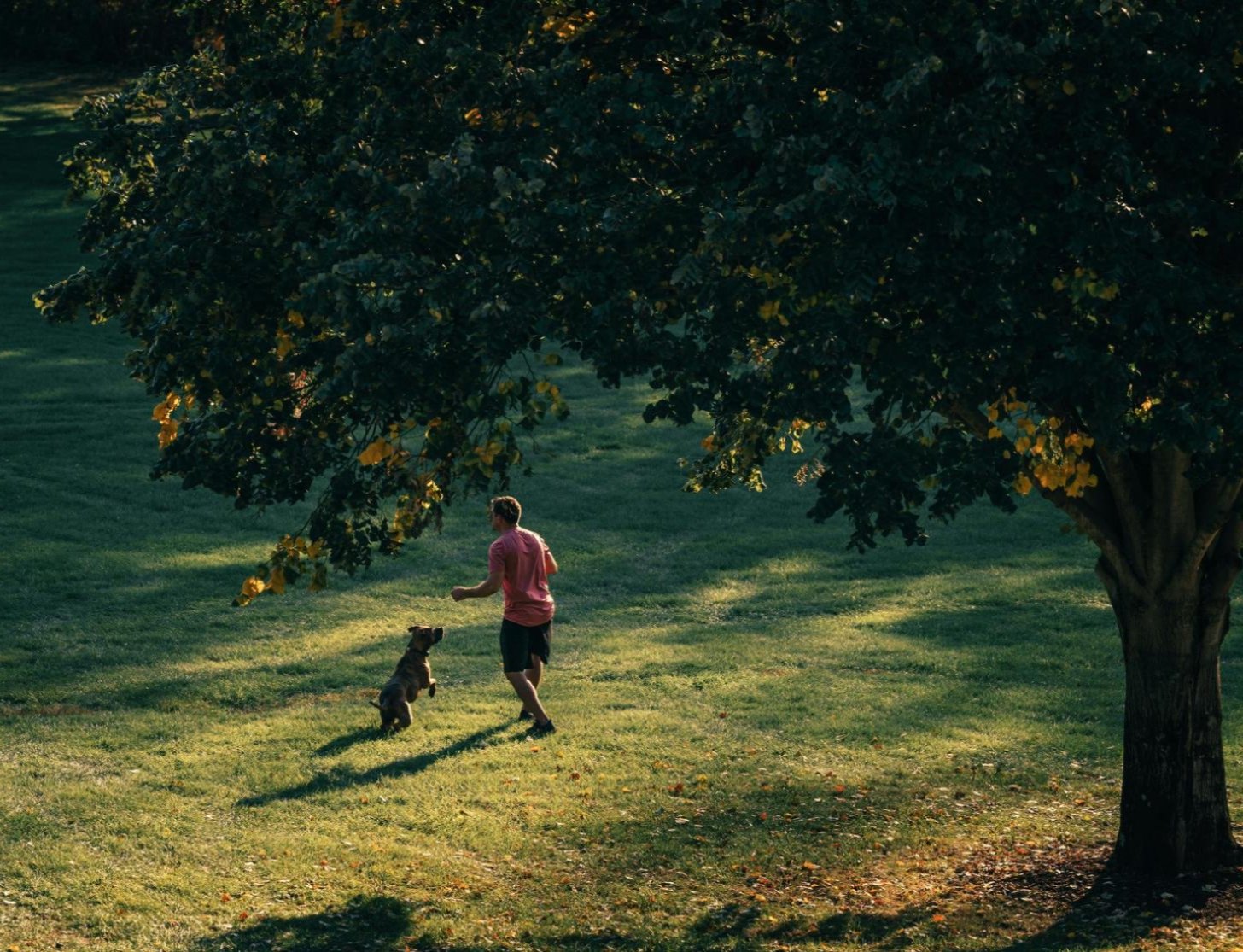 Tree fertilization services for properties in Dallas TX and surrounding areas Tree fertilization services for properties in Dallas TX and surrounding areas