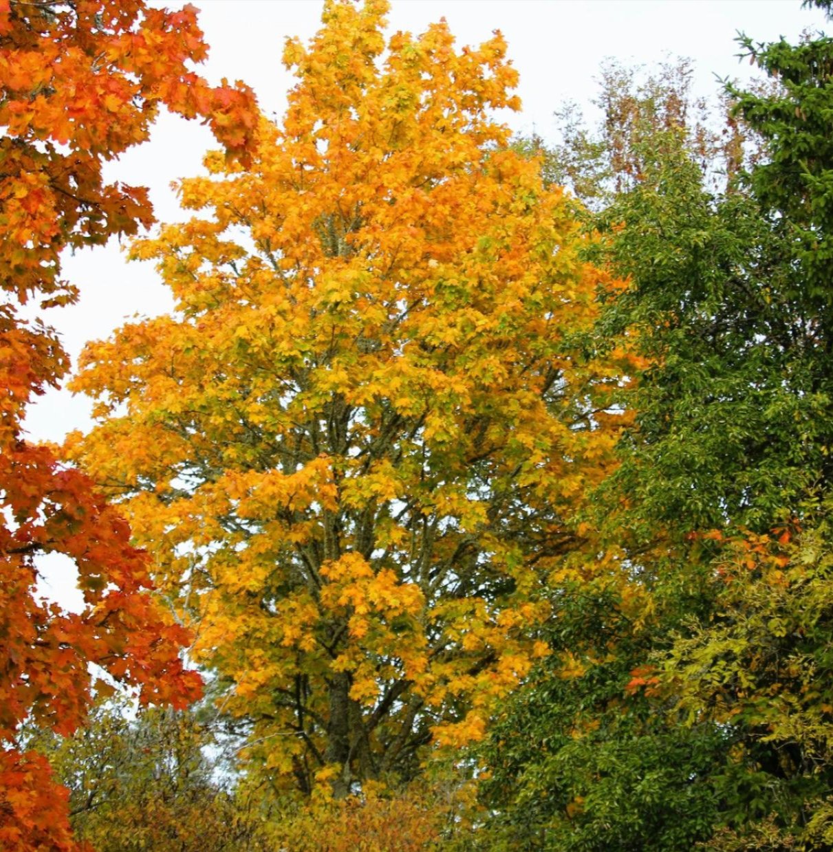 Tree care services in the Dallas–Fort Worth Metroplex Tree care services in the Dallas–Fort Worth Metroplex